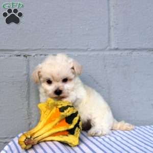 Sadie, Maltese Puppy